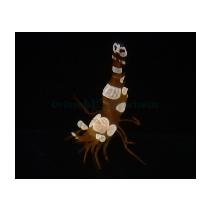 Thor amboinensis - Sexy Shrimp