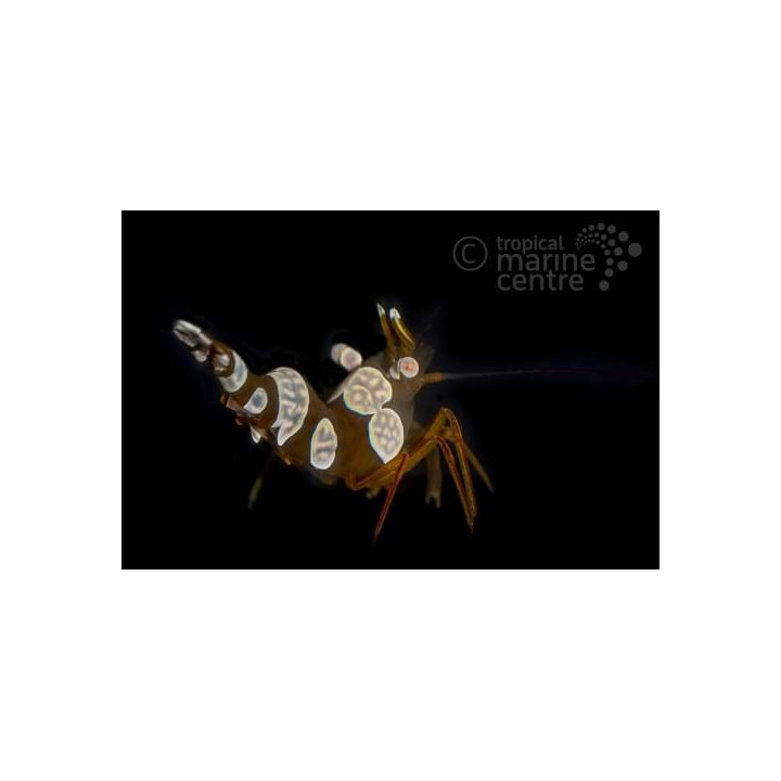 Thor amboinensis - Sexy Shrimp