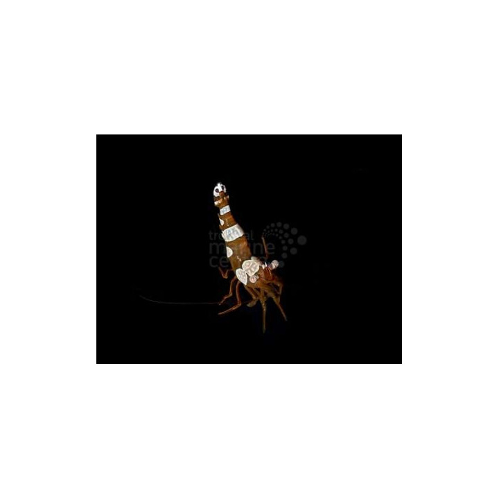 Thor amboinensis - Sexy Shrimp