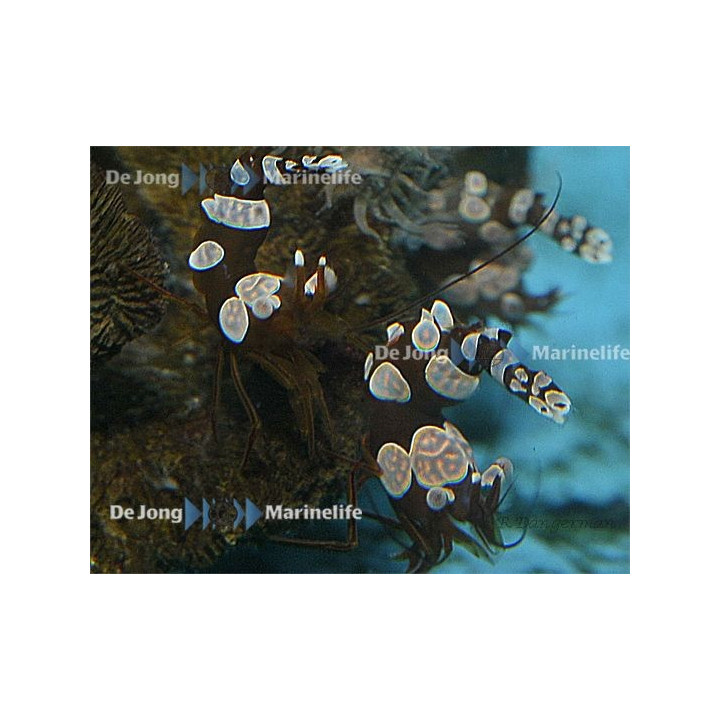 Thor amboinensis - Sexy Shrimp