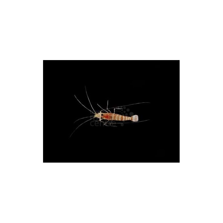 Lysmata kuekenthali - Striped Shrimp