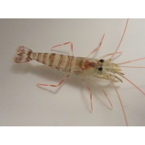 Lysmata kuekenthali - Striped Shrimp