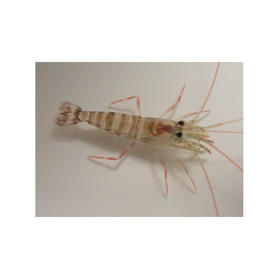 Lysmata kuekenthali - Striped Shrimp