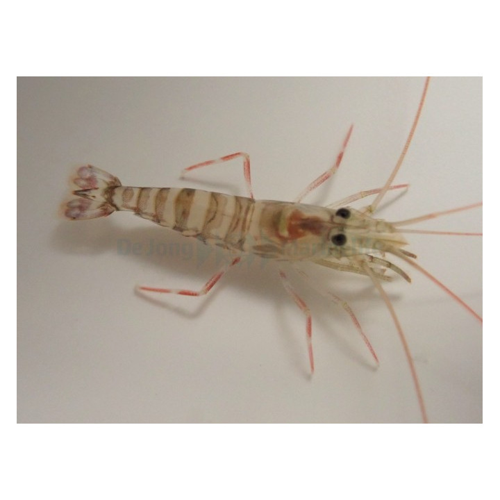 Lysmata kuekenthali - Striped Shrimp