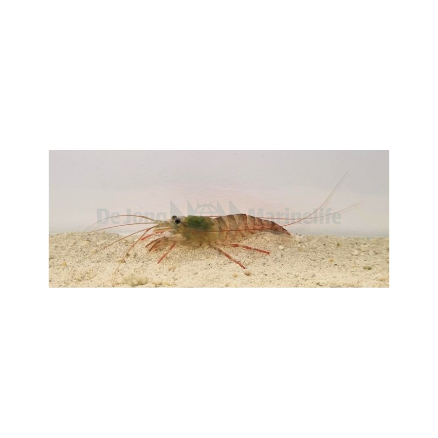 Lysmata kuekenthali - Striped Shrimp