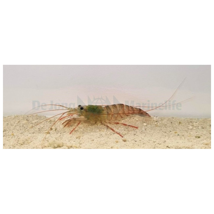Lysmata kuekenthali - Striped Shrimp