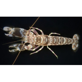 Alpheus bellulus - Tiger Shrimp