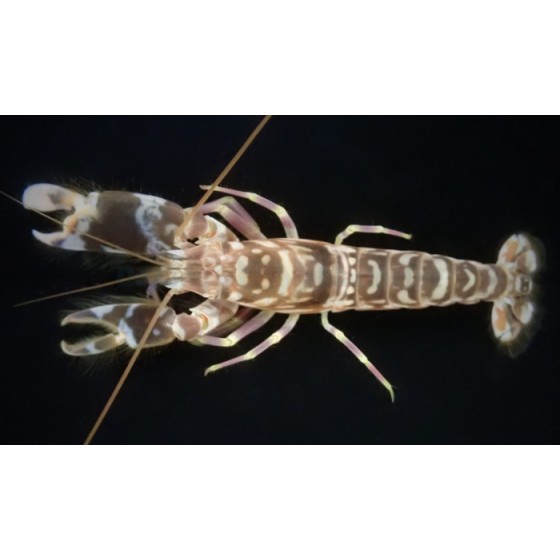 Alpheus bellulus - Tiger Shrimp