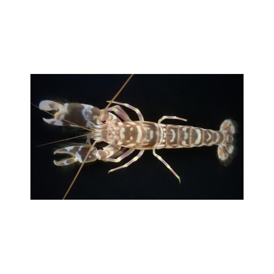 Alpheus bellulus - Tiger Shrimp