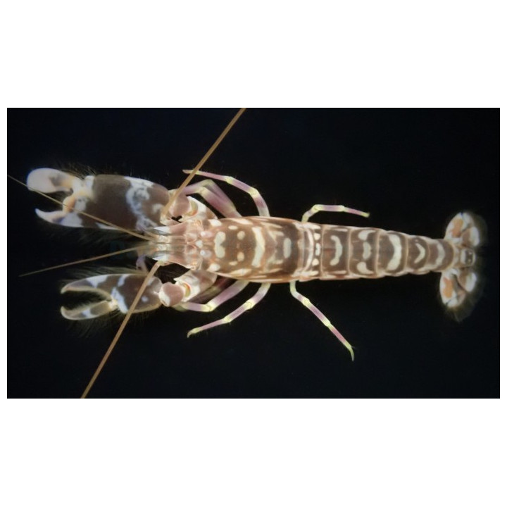 Alpheus bellulus - Tiger Shrimp