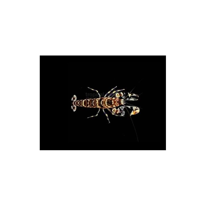 Alpheus bellulus - Tiger Shrimp