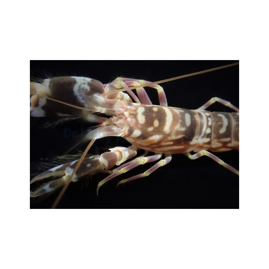 Alpheus bellulus - Tiger Shrimp