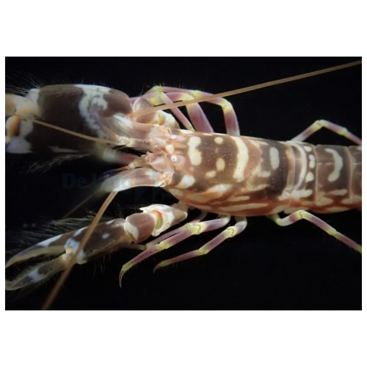 Alpheus bellulus - Tiger Shrimp