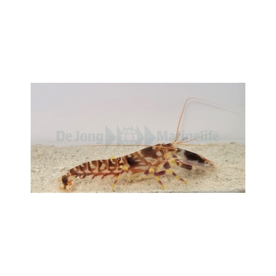 Alpheus bellulus - Tiger Shrimp