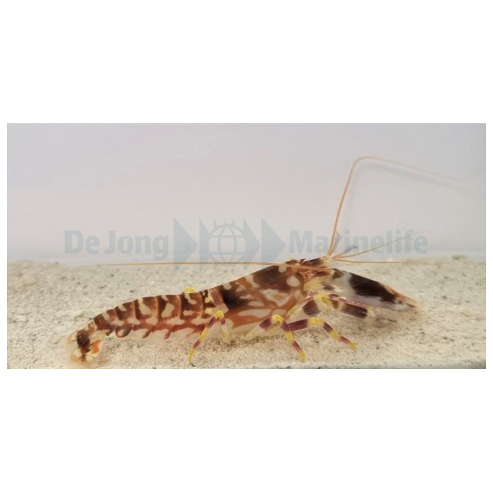 Alpheus bellulus - Tiger Shrimp