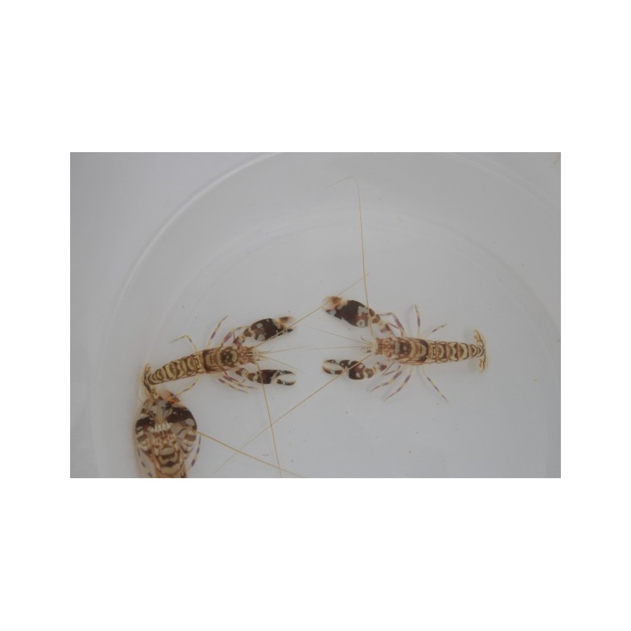 Alpheus bellulus - Tiger Shrimp