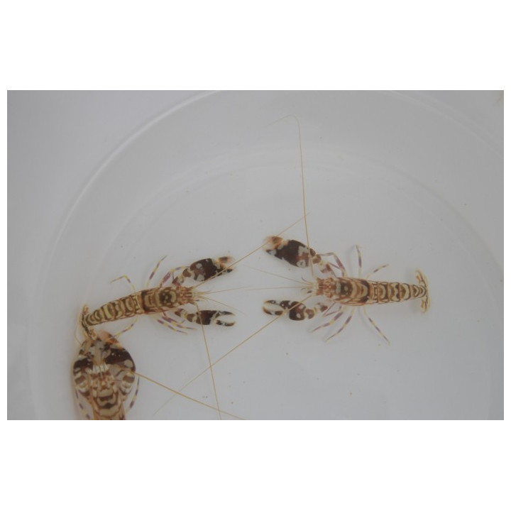 Alpheus bellulus - Tiger Shrimp