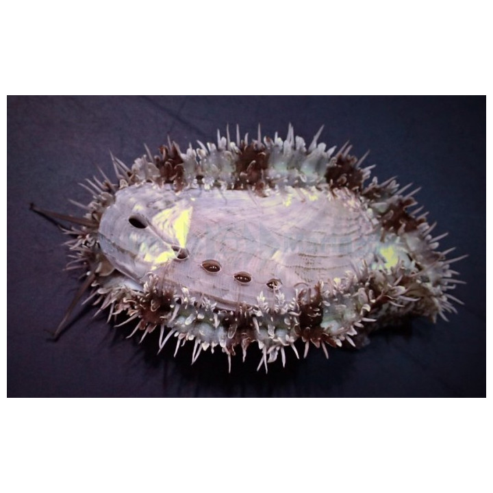 Haliotis asinina - Abalone