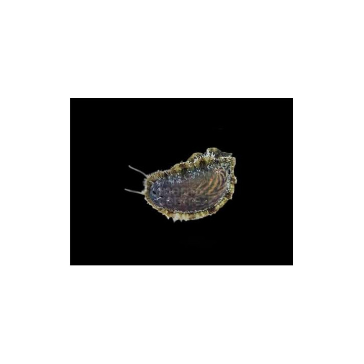 Haliotis asinina - Abalone