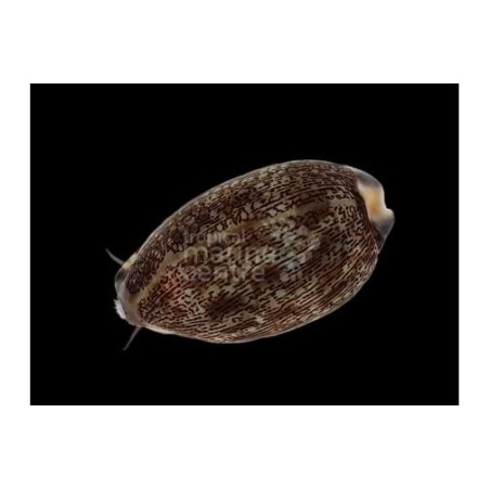 Cypraea spp. - Cowrie