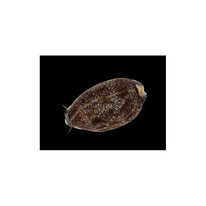 Cypraea spp. - Cowrie