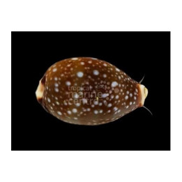 Neobernaya spadicea - Cowrie - Chestnut -