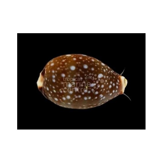 Neobernaya spadicea - Cowrie - Chestnut