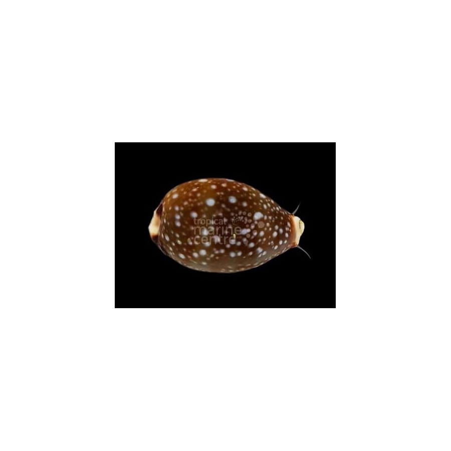 Neobernaya spadicea - Cowrie - Chestnut