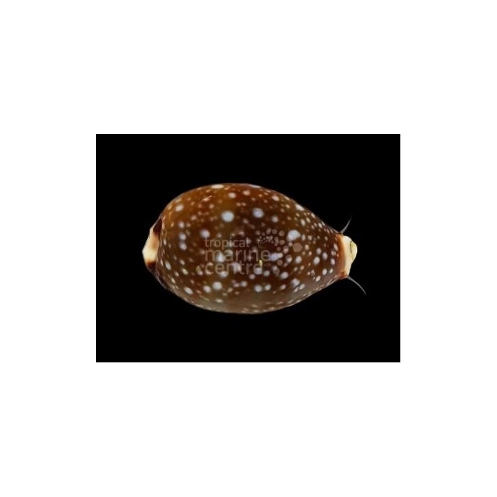 Neobernaya spadicea - Cowrie - Chestnut -