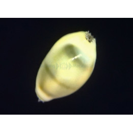 Monetaria moneta/annulus - Cowrie - Money -