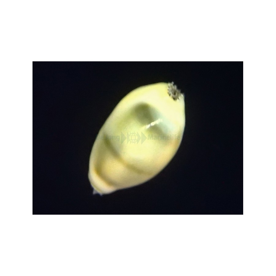 Monetaria moneta/annulus - Cowrie - Money