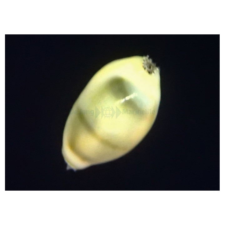 Monetaria moneta/annulus - Cowrie - Money -