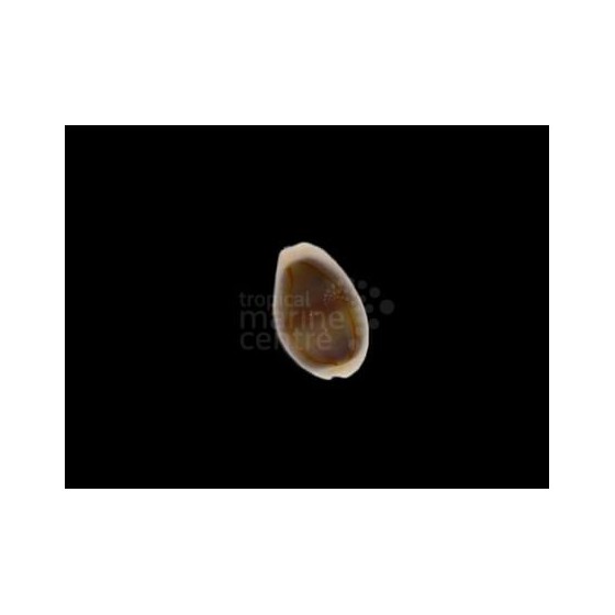 Monetaria moneta/annulus - Cowrie - Money