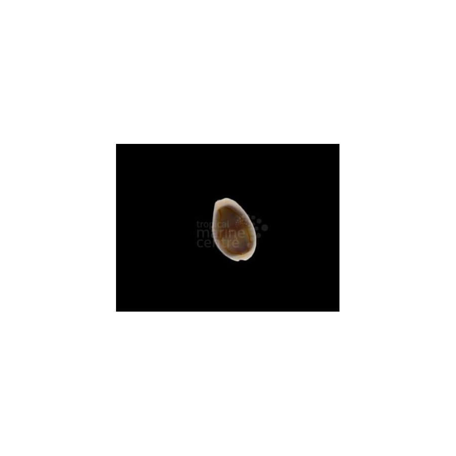 Monetaria moneta/annulus - Cowrie - Money