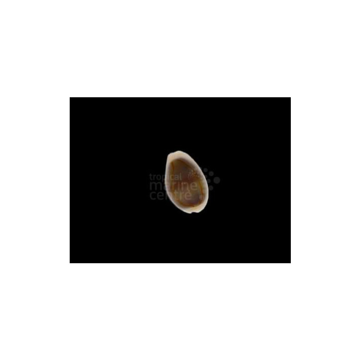 Monetaria moneta/annulus - Cowrie - Money -