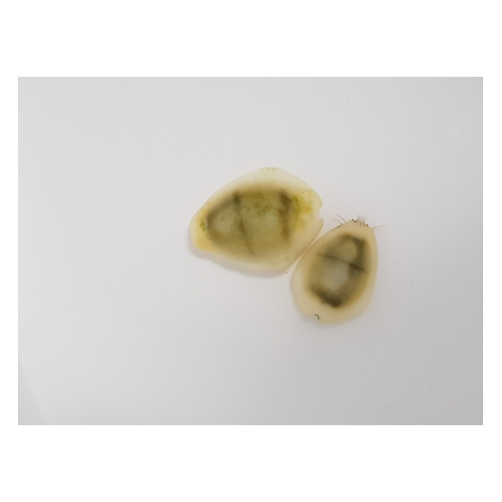 Monetaria moneta/annulus - Cowrie - Money -