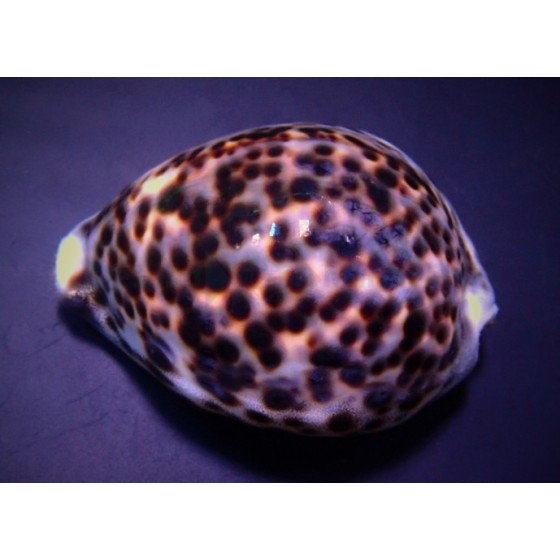 Cypraea tigris - Cowrie - Tiger