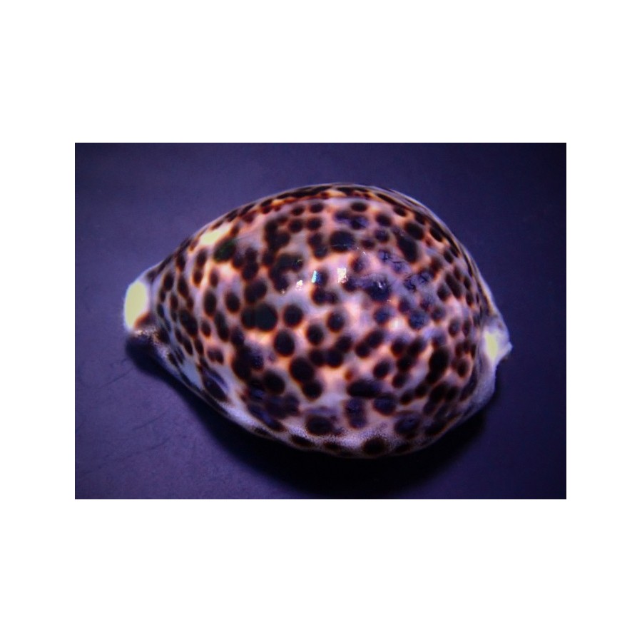 Cypraea tigris - Cowrie - Tiger