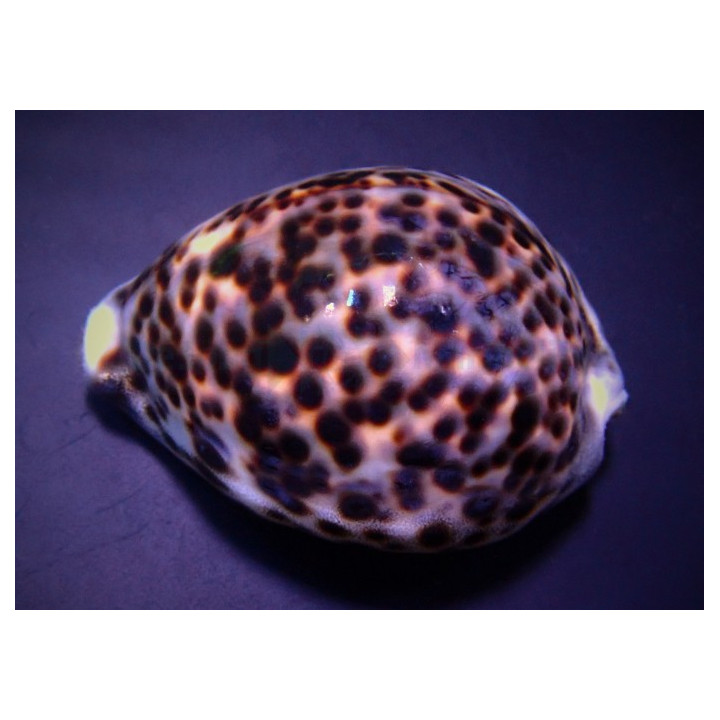 Cypraea tigris - Cowrie - Tiger