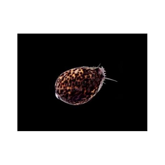 Cypraea tigris - Cowrie - Tiger