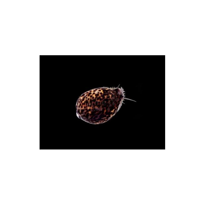 Cypraea tigris - Cowrie - Tiger