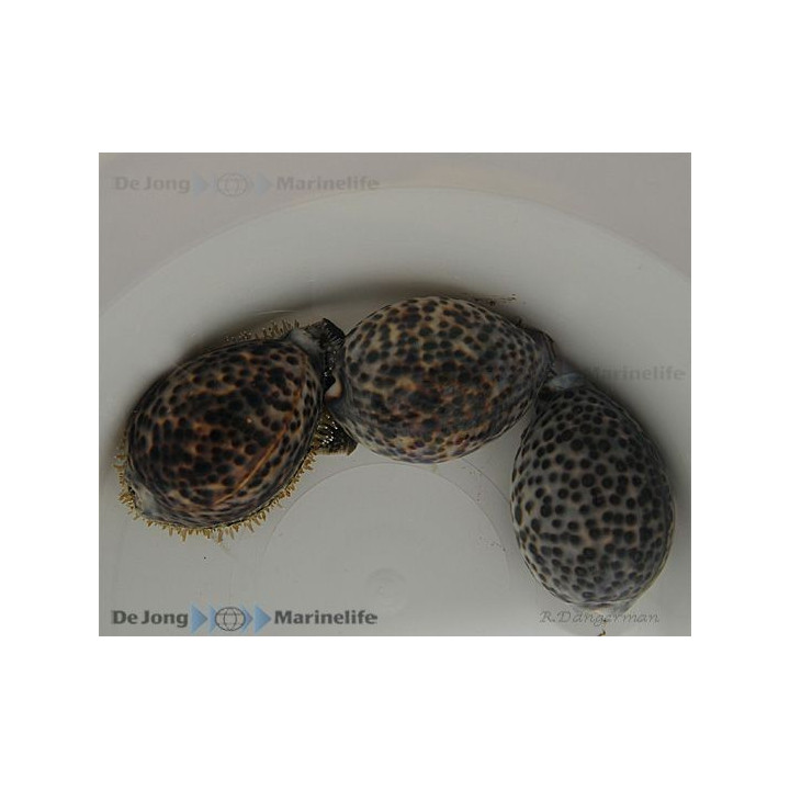 Cypraea tigris - Cowrie - Tiger