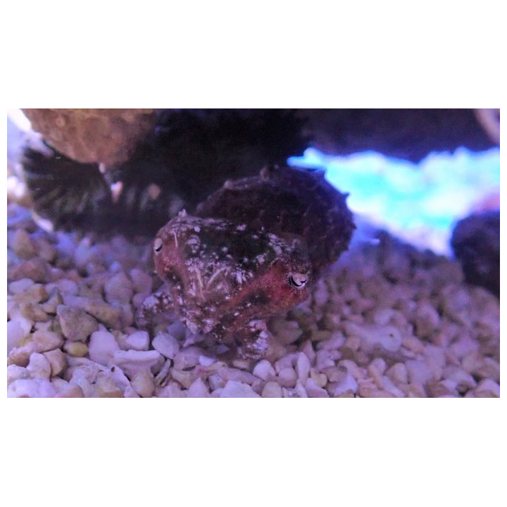 Sepia bandanensis - Cuttlefish