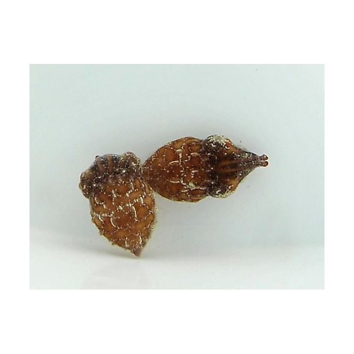 Sepia bandanensis - Cuttlefish