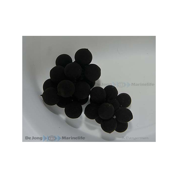 Sepia spp. - Cuttlefish - Eggs (per egg)