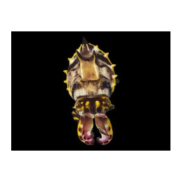 Metasepla pfefferi - Flambuoyant Cuttlefish