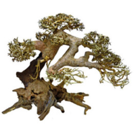 BONSAI DRIFTWOOD L -