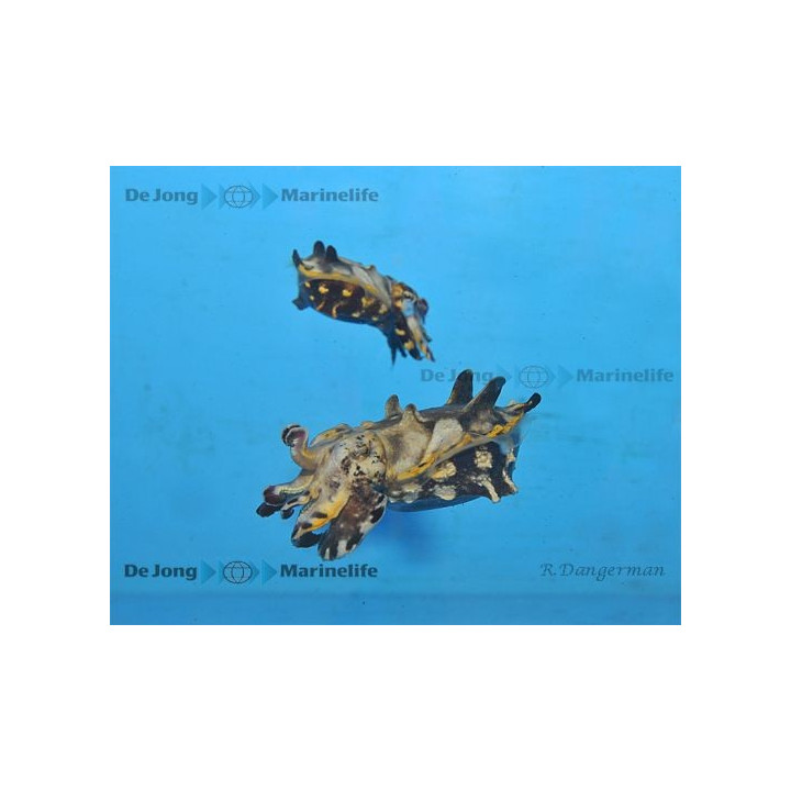 Metasepla pfefferi - Flambuoyant Cuttlefish - pariskunta