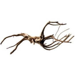 BLACK SPIDERWOOD L -