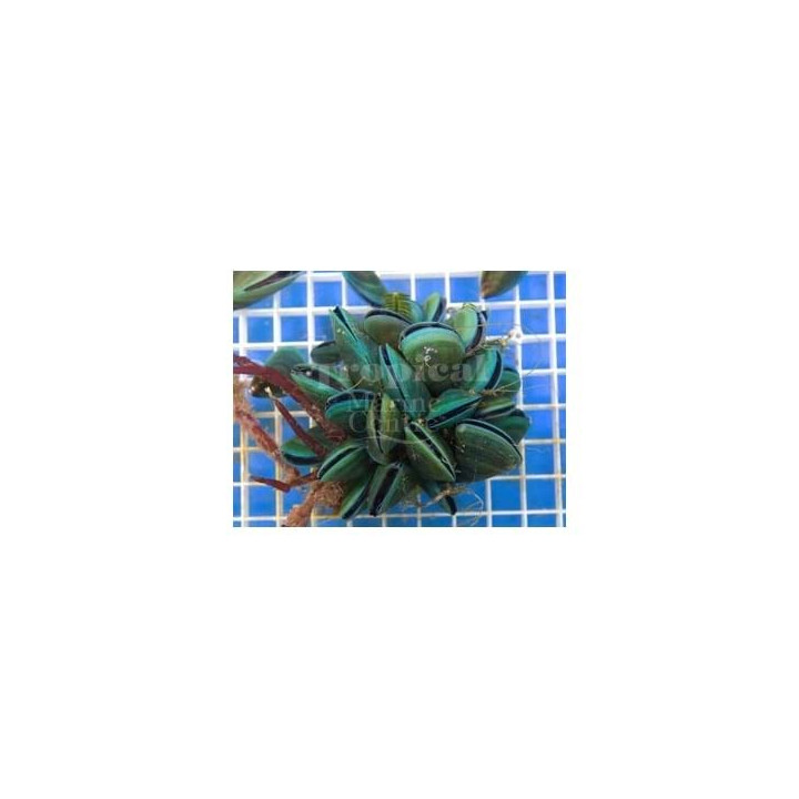 Perna viridis - Mussel Cluster - Green